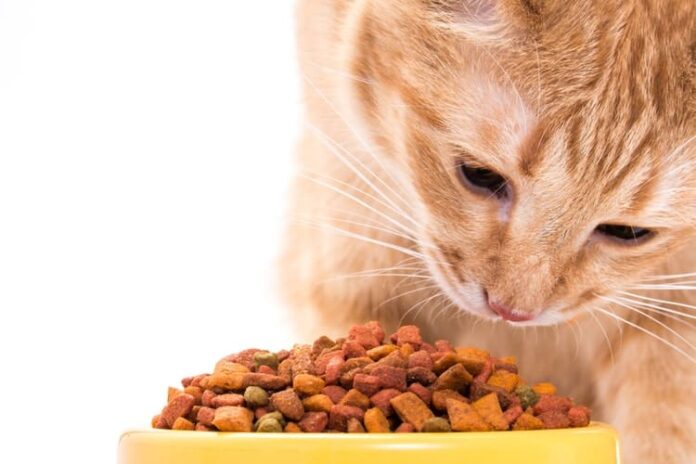 Cat Food