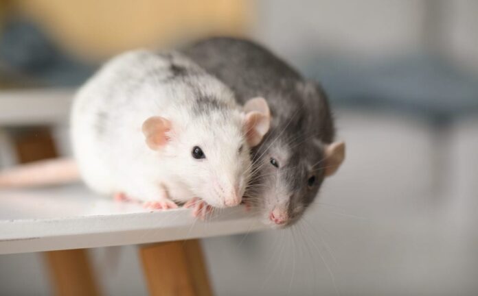 Mice