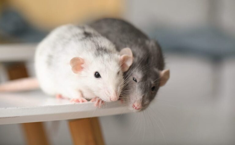 5 Simple Ways to Eradicate Mice From the House in 2022