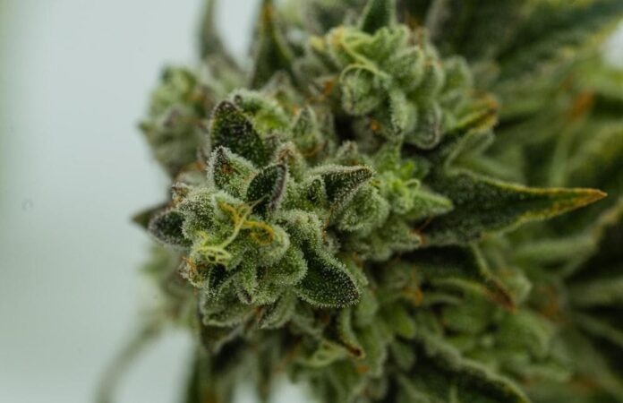 cbd2