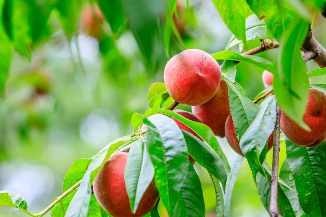 Персиковое дерево фото Bear the Best Fruit: 10 Self-Fertile Fruit Trees You Can Grow in Your Backyard -