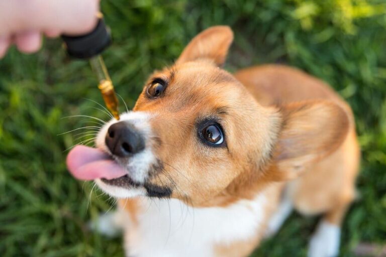 Things to Know about CBD Oil for Dogs