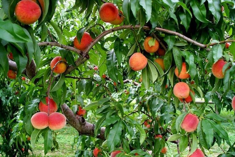 Bear the Best Fruit: 10 Self-Fertile Fruit Trees You Can Grow in Your Backyard