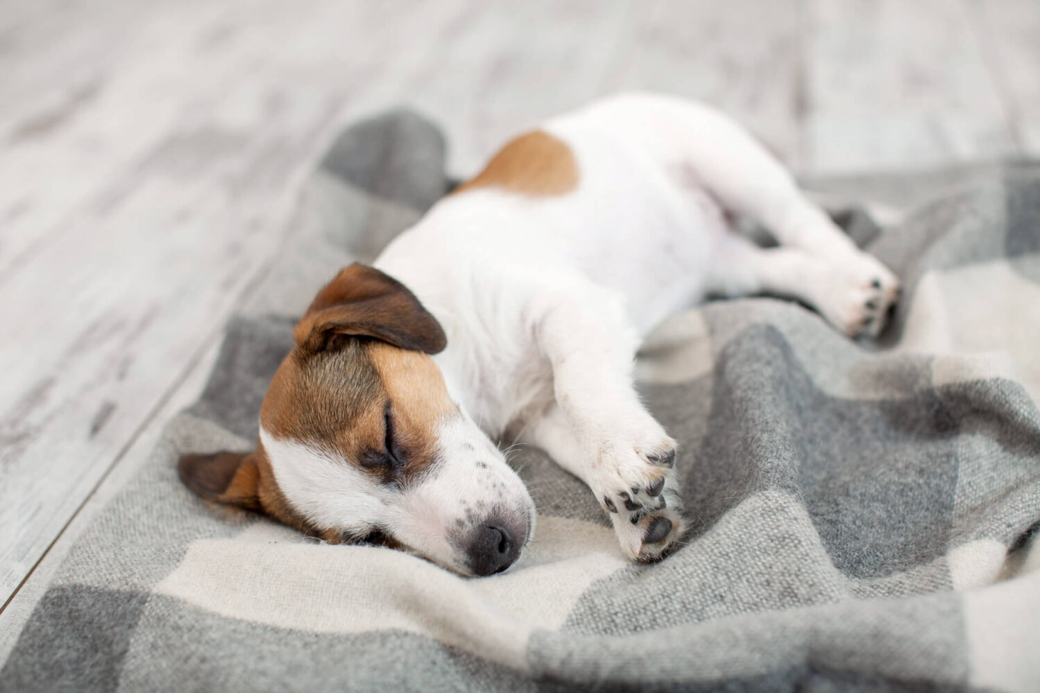Do Dogs Prefer to Sleep on the Floor or on the Bed? Akt in Motion